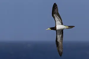 African Wildlife Animals Prints: Brown Booby