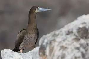 African Wildlife Animals Prints: Brown Booby
