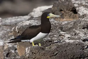 Sulidae Family Birds Prints: Brown Booby