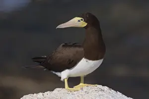 African Wildlife Animals Prints: Brown Booby
