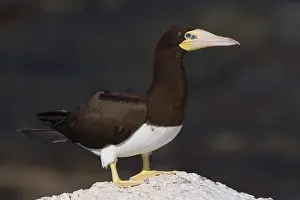 Pelecaniformes Order Birds Prints: Brown Booby