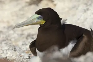 African Wildlife Animals Prints: Brown Booby