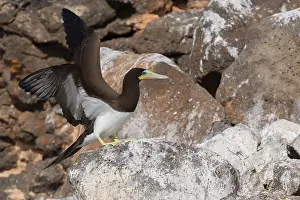 African Seabirds Prints: Brown Booby