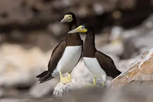 Pelecaniformes Order Birds Prints: Brown Booby