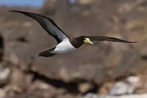 African Wildlife Birds Prints: Brown Booby