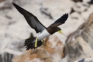 African Wildlife Birds Prints: Brown Booby