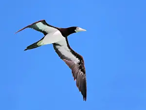 Brown Booby, Sula leucogaster plotus