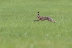 Brown Hare Prints: Brown Hare