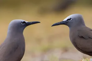 Brown Noddy Print on Rodrigues Island, Indian Ocean