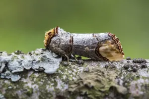 European Moths Prints: Buff-tip; Phalera bucephala
