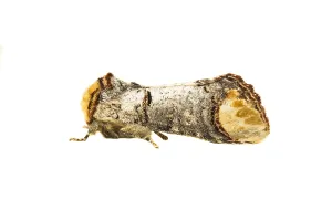 Close Up Insect Photography Prints: Buff-tip; Phalera bucephala