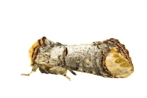 European Moths Prints: Buff-tip; Phalera bucephala