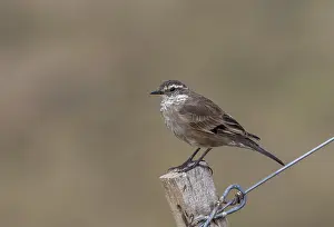 Buff-winged cinclodes, Cinclodes fuscus