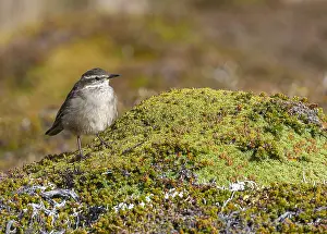 Framed Print : Buff-winged cinclodes Print - Perched on a moss-covered rock, Agami Framed Print : Buff-winged cinclodes Print - Perched on a moss-covered rock, Agami