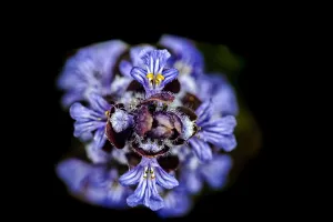 Ajuga Reptans Prints: Bugle, Ajuga reptans