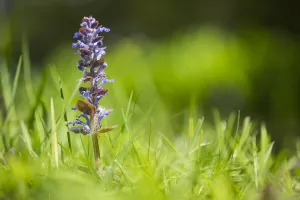 Ajuga Reptans Prints: Bugle, Ajuga reptans