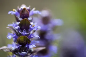 Forest Nature Photography Prints: Bugle, Ajuga reptans