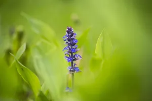 Springtime Garden Flowers Prints: Bugle, Ajuga reptans