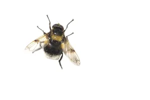 Close Up Macro Photos Prints: Bumblebee Hoverfly, Hommelreus, Volucella bombylans