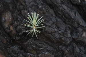 La Palma Island Photography Prints: Detail of a burned Canary pine tree