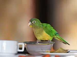 Wildlife In Brazil Prints: Cactus Parakeet, Eupsittula cactorum
