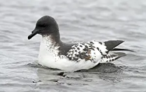 Avian Wildlife Photography Prints: Cape Petrel, Daption capense