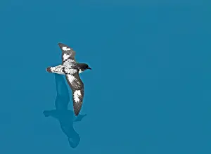 Southern Ocean Birds Prints: Cape Petrel, Daption capense