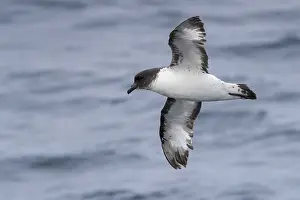Sea Bird Species Prints: Cape Petrel, Daption capense
