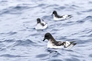 Pacific Ocean Seabirds Prints: Cape Petrel, Daption capense australe
