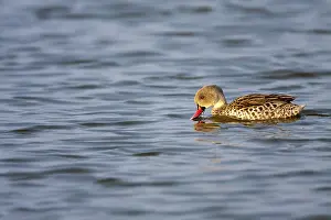 Framed Print : Cape Teal Print - Walvis Bay Lake Scene Framed Print : Cape Teal Print - Walvis Bay Lake Scene