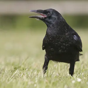 Carrion Crow Prints: Carrion Crow calling