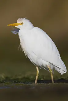Cattle Egret Print - Swamp Scene