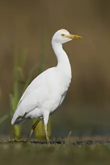 Marshland Animals Prints: Cattle Egret