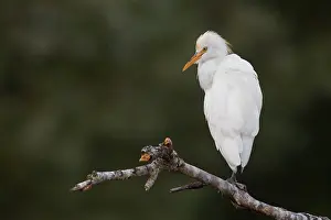 Nature Wildlife Photos Prints: Cattle Egret