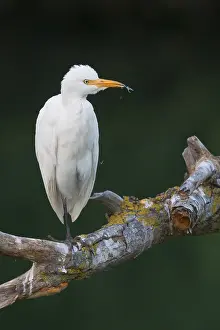 Bird Watching Europe Prints: Cattle Egret