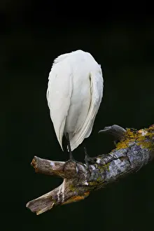 Ciconiiformes Order Birds Prints: Cattle Egret
