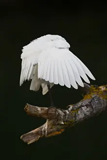 European Bird Prints: Cattle Egret