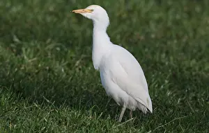Beautiful Wildlife Photography Prints: Cattle Egret, Bubulcus ibis