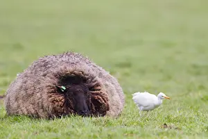 Birds Of The Netherlands Prints: Cattle Egret, Bubulcus ibis