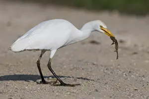 Bubulcus Ibis Prints: Cattle Egret, Bubulcus ibis