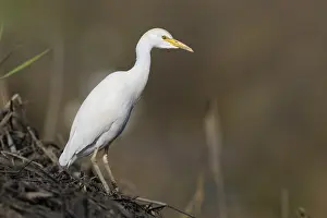 Bubulcus Ibis Prints: Cattle Egret, Bubulcus ibis