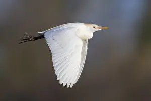 European Wildlife Birds Prints: Cattle Egret, Bubulcus ibis
