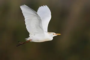 Bubulcus Ibis Prints: Cattle Egret, Bubulcus ibis