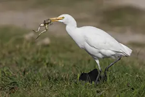 Bird Watching Europe Prints: Cattle Egret, Bubulcus ibis