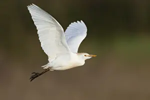 Bubulcus Ibis Prints: Cattle Egret, Bubulcus ibis