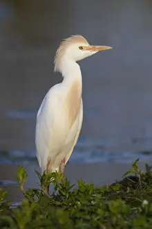 Bubulcus Ibis Prints: Cattle Egret, Bubulcus ibis