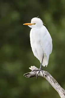 Bubulcus Ibis Prints: Cattle Egret, Bubulcus ibis