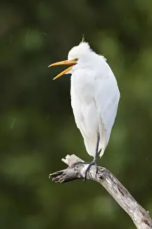 Bubulcus Ibis Prints: Cattle Egret, Bubulcus ibis