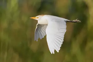 Bubulcus Ibis Prints: Cattle Egret, Bubulcus ibis