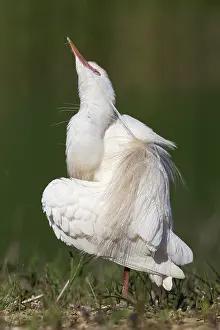 Bubulcus Ibis Prints: Cattle Egret, Bubulcus ibis